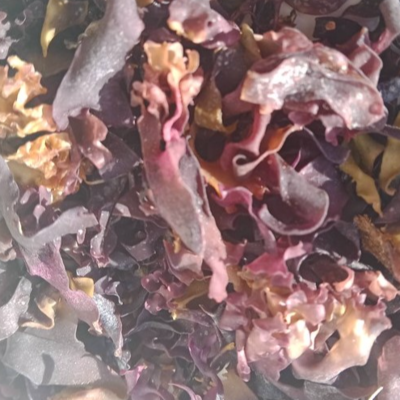 resources of Dried seaweed Chondrus crispus Irish moss exporters