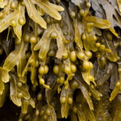 resources of Dried seaweed Fucus visiculosus bladderwrack exporters