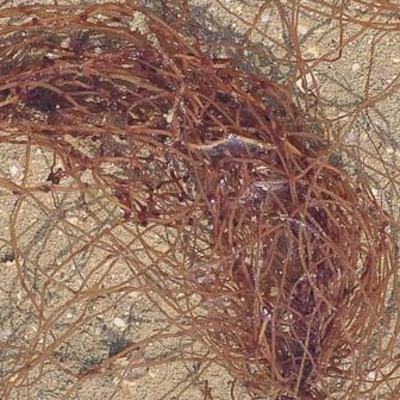 resources of Dreid seaweed Gracilaria spp exporters