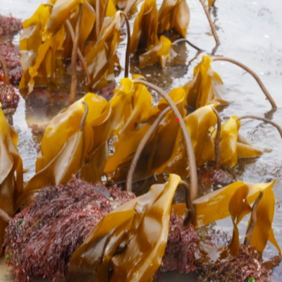 resources of Dreid seaweed laminaria ochroleuca exporters