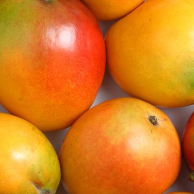 resources of fresh alphonso mangoes exporters