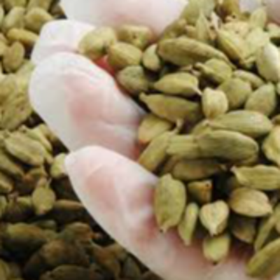 resources of Dried Green Cardamon 8mm exporters