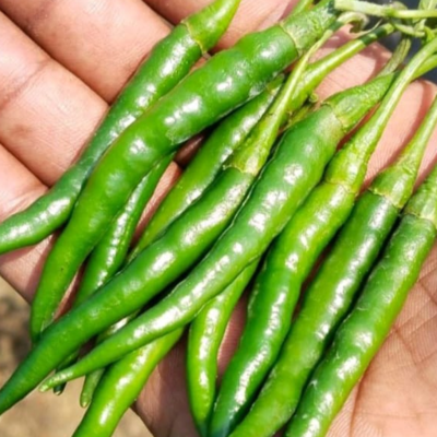 resources of G4 Green Chilli exporters