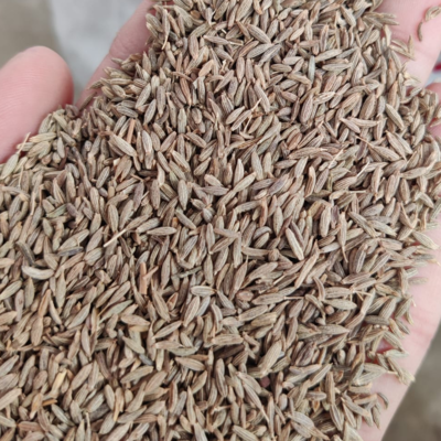 resources of Cumin seed exporters