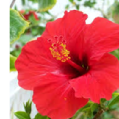 resources of Hibiscus flower exporters