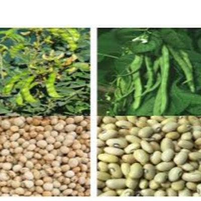 resources of Pigeon peas&  Peanut exporters