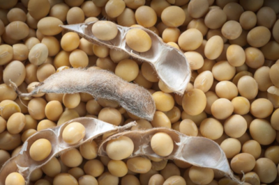 resources of Non-GMO Soybeans exporters