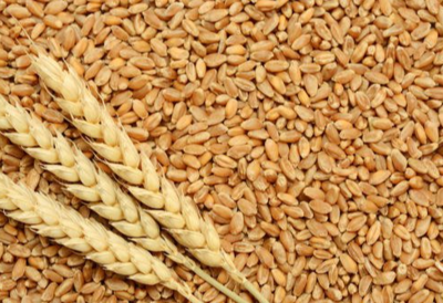 resources of Wheat 12.5% P exporters