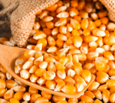 resources of White Corn Human Consumption exporters