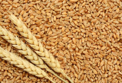 resources of Wheat 11.5% P exporters