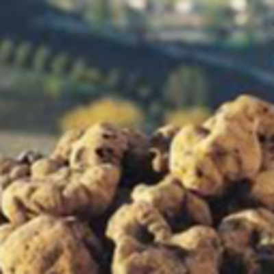 resources of White Truffle exporters