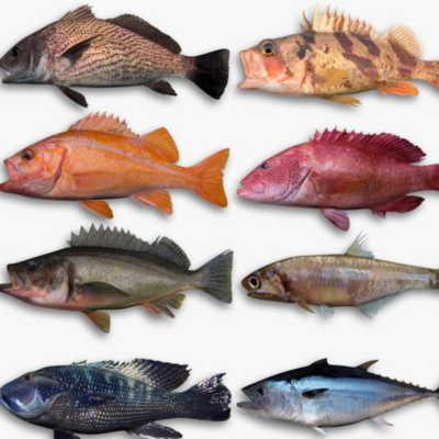 resources of Premium sustainable seafood from Madagascar: fish, prawns, lobsters, crabs, octopus, etc. exporters