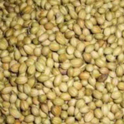 resources of Coriander seeds exporters