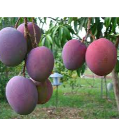 resources of Tommy Atkins Mango exporters