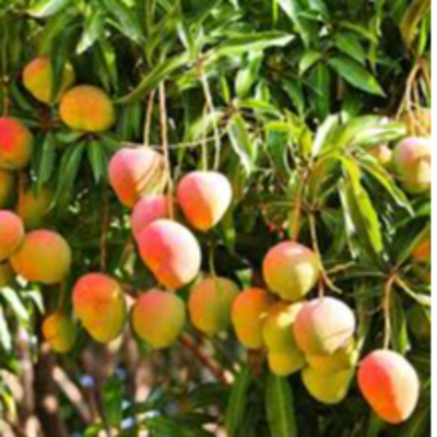 resources of Alphonso Mango exporters