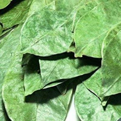 resources of Soursop Dried Leaves exporters