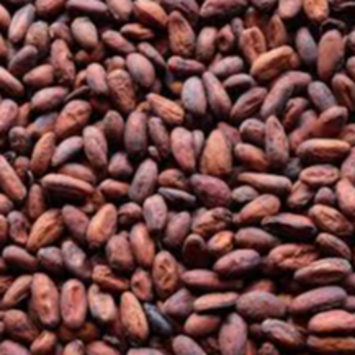 resources of COCOA BEAN exporters