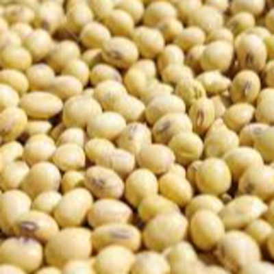 resources of Soya exporters