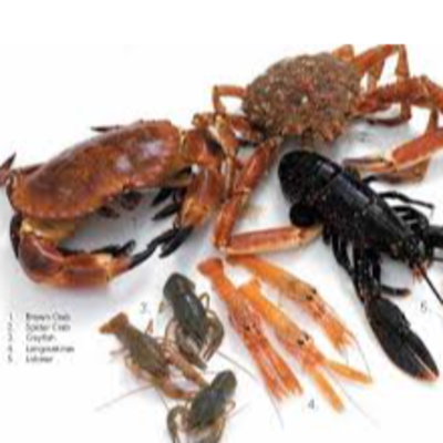 resources of crab, lobster, strimps exporters