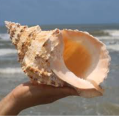 resources of conch shell exporters