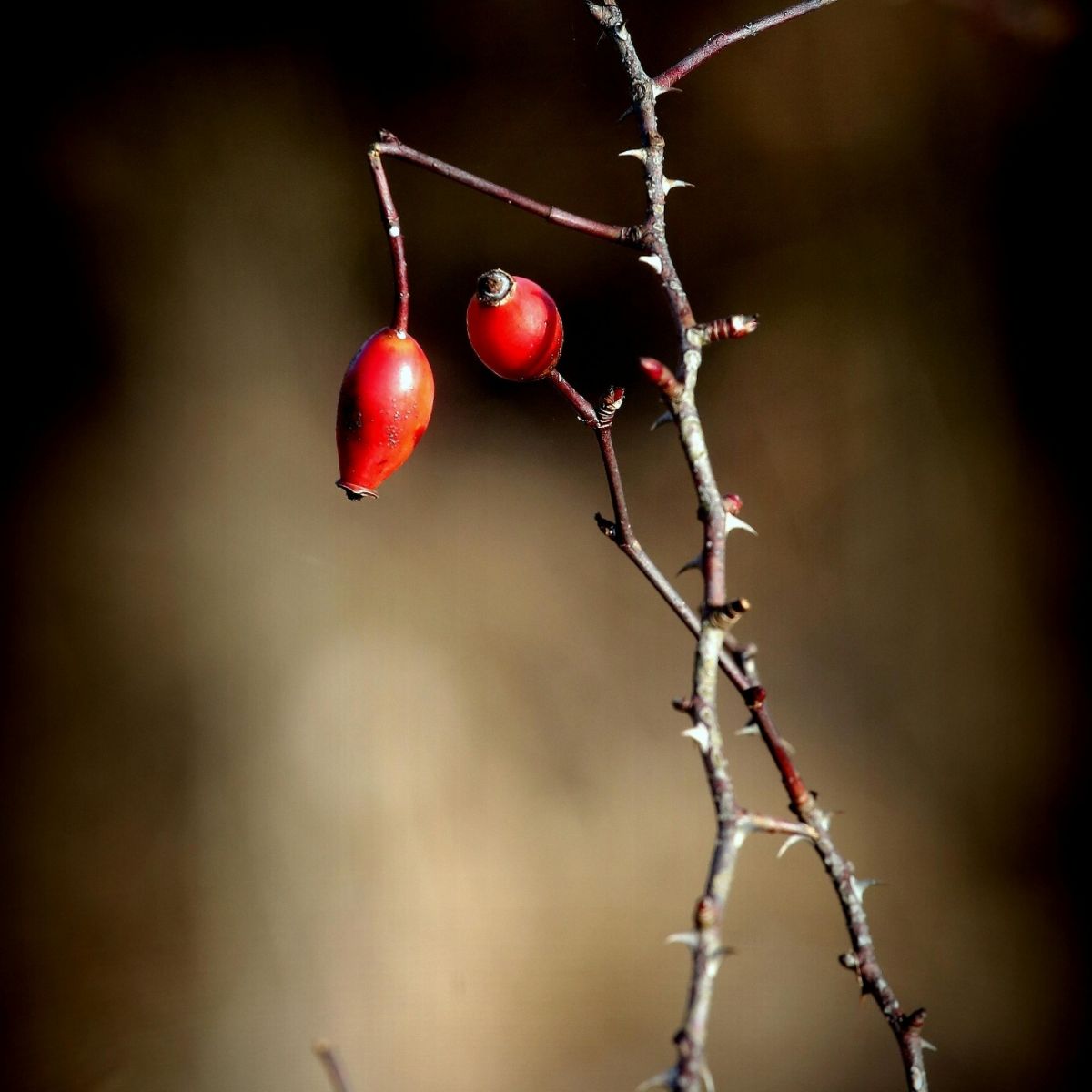 Hogyan erősítsük meg az immunrendszert tél előtt és maradjunk mozgásban